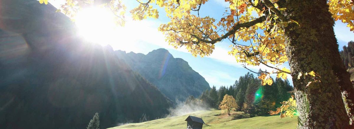 Herbstlandschaft mit Wiese, Bäumen und Bergen im Hintergrund