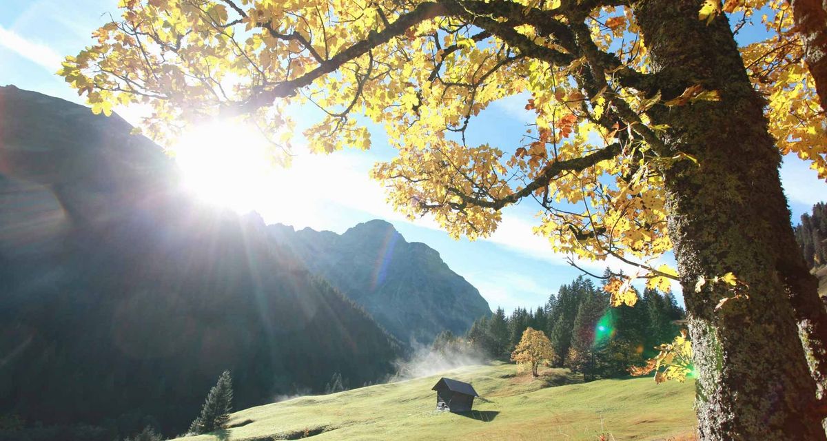 Herbstlandschaft mit Wiese, Bäumen und Bergen im Hintergrund